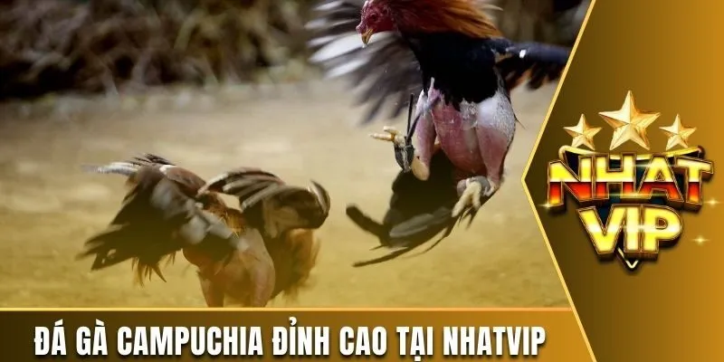 Đá gà Campuchia